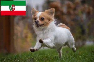 Lees meer over het artikel Chihuahua fokkers en pups in Noordrijn-Westfalen