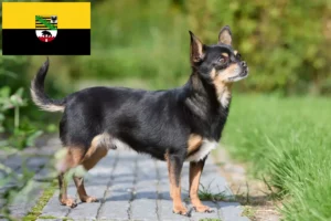 Lees meer over het artikel Chihuahua fokkers en pups in Saksen-Anhalt