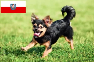 Lees meer over het artikel Chihuahua fokkers en pups in Thüringen