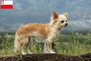 Lees meer over het artikel Chihuahua fokkers en pups in Utrecht