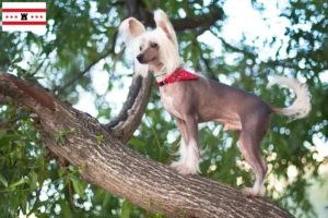 Lees meer over het artikel Chinese Naakthonden fokkers en pups in Drenthe