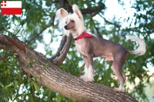 Lees meer over het artikel Chinese Naakthond fokker en pups in Utrecht