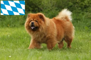 Lees meer over het artikel Chow-Chow fokkers en puppies in Beieren