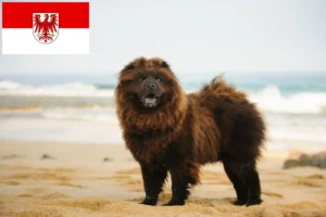 Lees meer over het artikel Chow-Chow fokkers en pups in Brandenburg