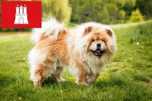 Lees meer over het artikel Chow-Chow fokkers en pups in Hamburg