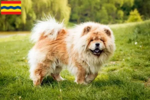 Lees meer over het artikel Chow-Chow fokkers en pups in Overijssel