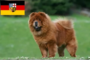 Lees meer over het artikel Chow-Chow fokkers en pups in Saarland