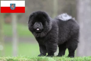 Lees meer over het artikel Chow-Chow fokkers en pups in Thüringen