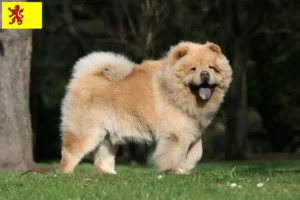 Lees meer over het artikel Chow-Chow fokkers en pups in Zuid-Holland