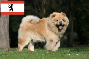 Lees meer over het artikel Chow-Chow fokkers en puppies in Berlijn