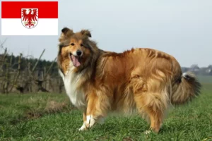 Lees meer over het artikel Collie fokkers en pups in Brandenburg