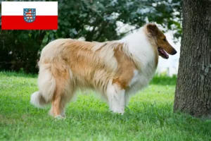 Lees meer over het artikel Collie fokkers en pups in Thüringen