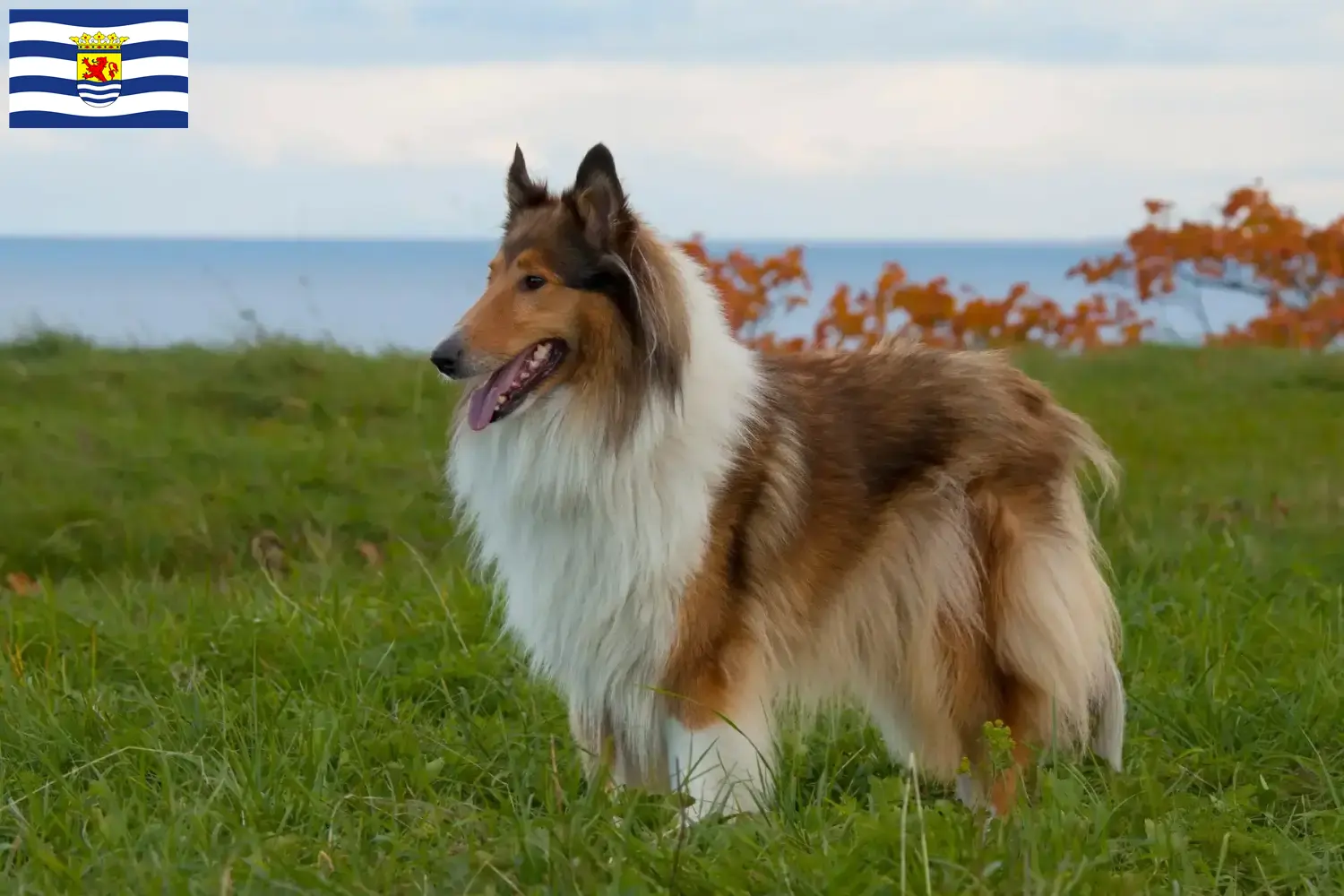 Lees meer over het artikel Collie fokkers en pups in Zeeland