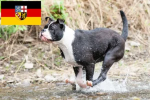 Lees meer over het artikel Continentale Bulldog fokkers en pups in Saarland