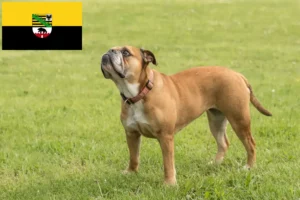 Lees meer over het artikel Continentale Bulldog fokkers en pups in Saksen-Anhalt