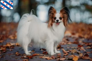 Lees meer over het artikel Continentale Dwergspaniël fokker en pups in Friesland