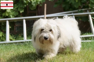 Lees meer over het artikel Coton de Tuléar fokkers en pups in Drenthe