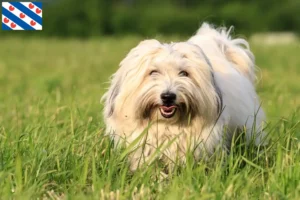 Lees meer over het artikel Coton de Tuléar fokkers en pups in Friesland