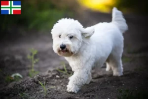 Lees meer over het artikel Coton de Tuléar fokkers en pups in Groningen