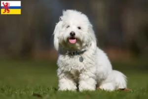 Lees meer over het artikel Coton de Tuléar fokkers en pups in Limburg