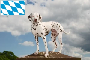 Lees meer over het artikel Dalmatiër fokkers en pups in Beieren