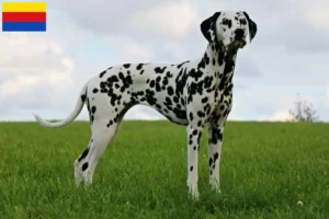 Lees meer over het artikel Dalmatiër fokkers en pups in Noord-Holland