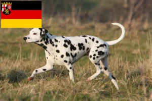 Lees meer over het artikel Dalmatiër fokkers en pups in Rijnland-Palts