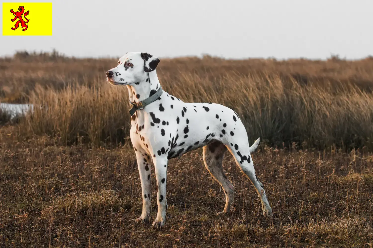 Lees meer over het artikel Dalmatiër fokkers en pups in Zuid-Holland