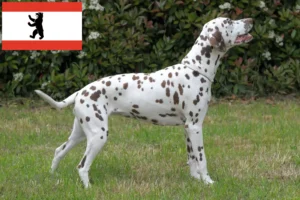 Lees meer over het artikel Dalmatiër fokkers en pups in Berlijn