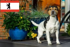 Lees meer over het artikel Deens-Zweedse Boerenhondenfokkers en puppies in Berlijn