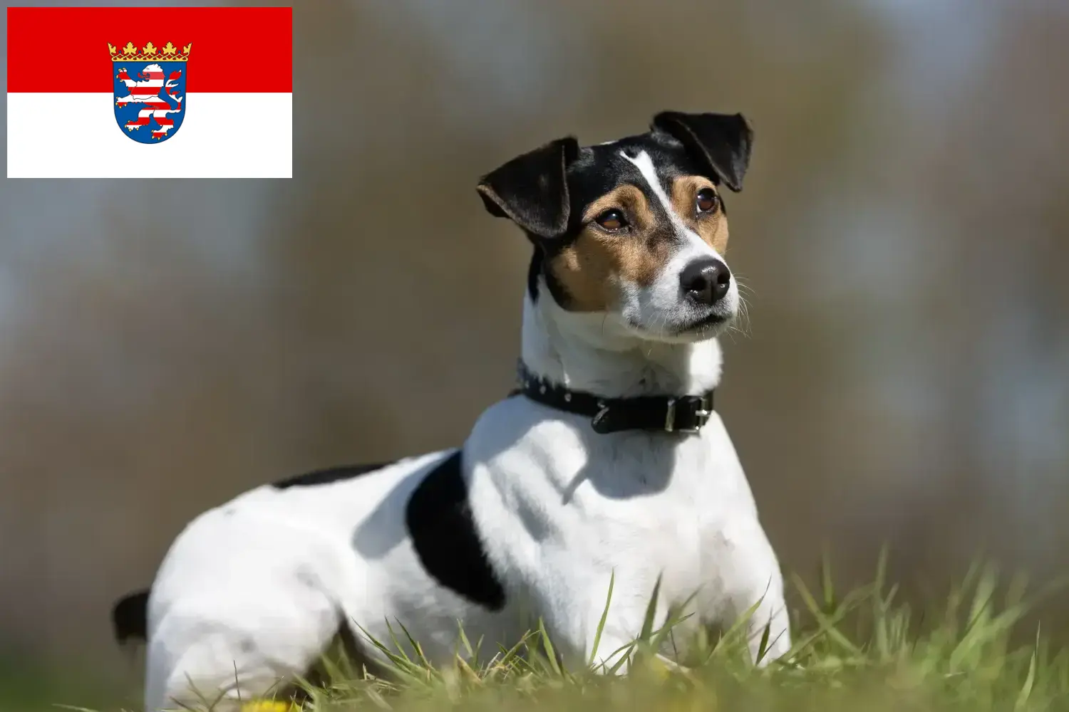 Lees meer over het artikel Deens-Zweedse boerenhondenfokkers en puppies in Hessen