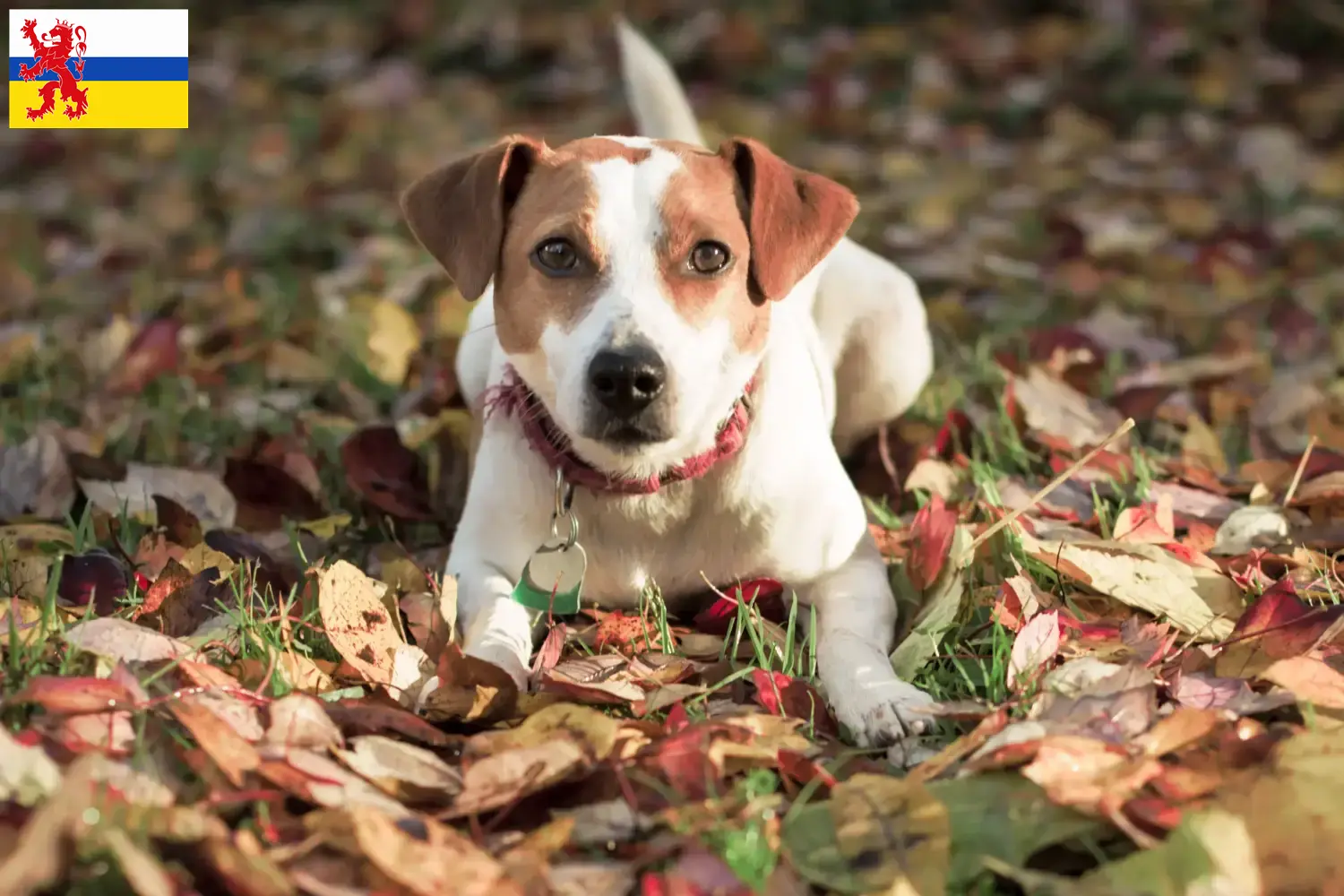 Lees meer over het artikel Deens-Zweedse Boerenhonden fokker en puppies in Limburg