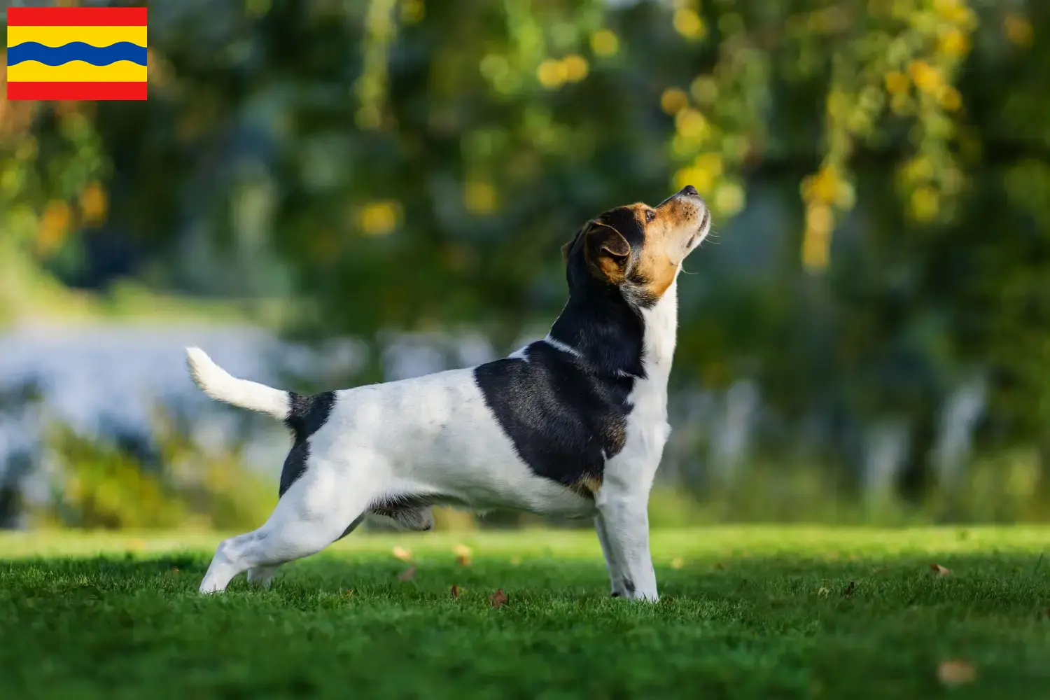 Lees meer over het artikel Deens-Zweedse Boerenhondenfokkers en puppies in Overijssel