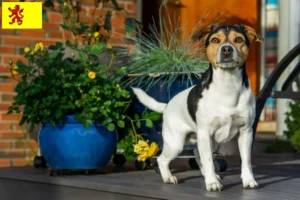 Lees meer over het artikel Deens-Zweedse boerenhonden fokkers en pups in Zuid-Holland