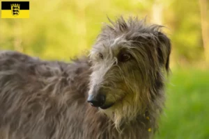 Lees meer over het artikel Deerhound fokkers en pups in Baden-Württemberg