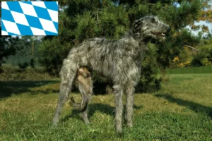 Lees meer over het artikel Deerhound fokkers en puppies in Beieren