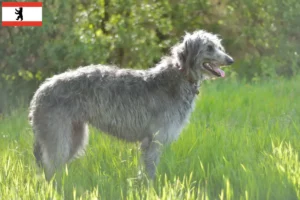 Lees meer over het artikel Deerhound fokkers en puppies in Berlijn