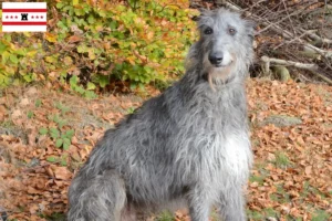 Lees meer over het artikel Deerhound fokkers en pups in Drenthe