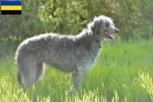 Lees meer over het artikel Deerhound fokkers en pups in Gelderland