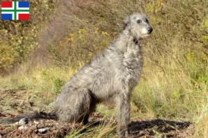 Lees meer over het artikel Deerhound fokkers en pups in Groningen