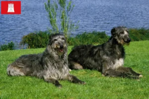 Lees meer over het artikel Deerhound fokkers en pups in Hamburg