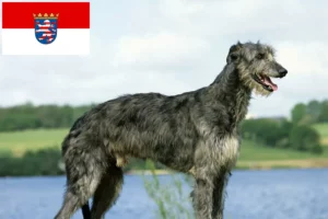 Lees meer over het artikel Deerhound fokkers en pups in Hessen