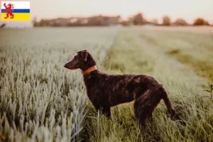 Lees meer over het artikel Deerhound fokker en pups in Limburg