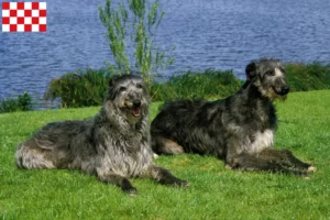 Lees meer over het artikel Deerhound fokkers en pups in Noord-Brabant