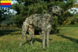 Lees meer over het artikel Deerhound fokkers en pups in Noord-Holland