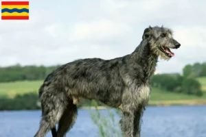 Lees meer over het artikel Deerhound fokkers en pups in Overijssel