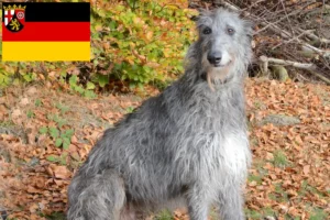 Lees meer over het artikel Deerhound fokkers en pups in Rijnland-Palts