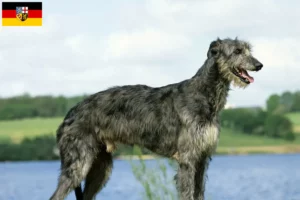 Lees meer over het artikel Deerhound fokkers en pups in Saarland