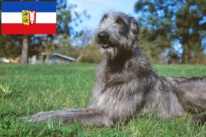 Lees meer over het artikel Deerhound fokkers en pups in Sleeswijk-Holstein