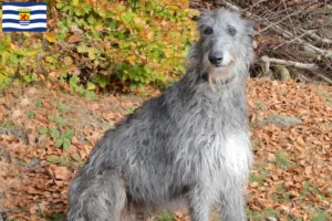 Lees meer over het artikel Deerhound fokkers en pups in Zeeland